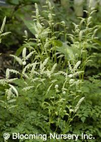 Aruncus aesthusifolius